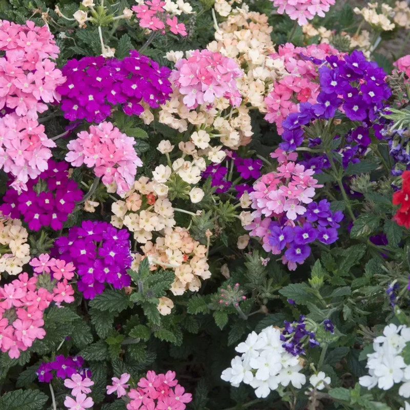 Verveine cascade - Verbena | Achat direct au producteur