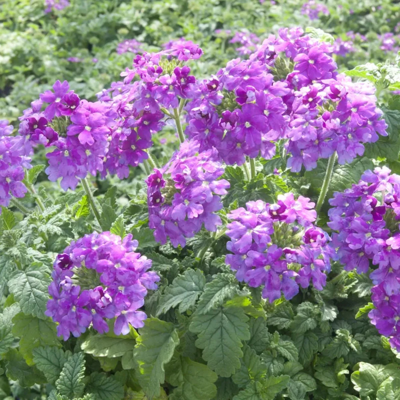 Verveine cascade - Verbena | Achat direct au producteur