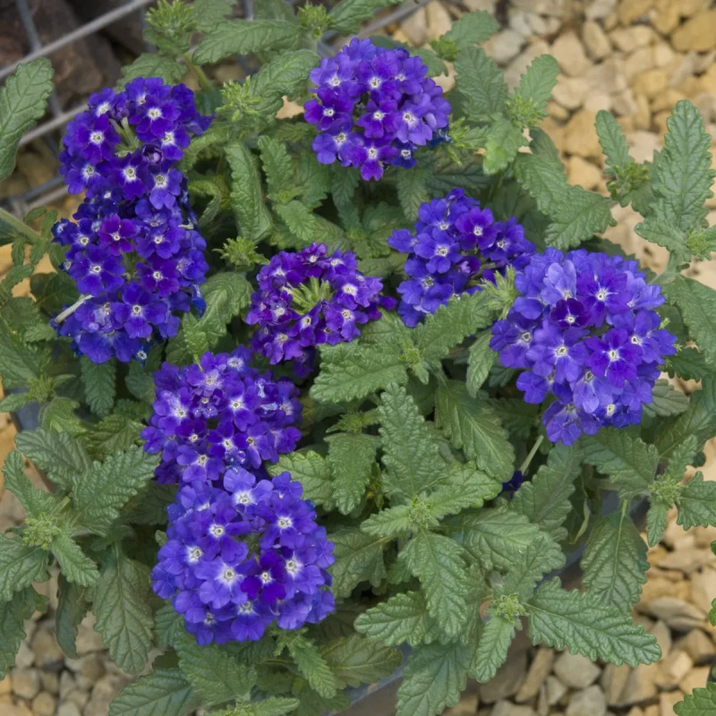 Verveine cascade - Verbena | Achat direct au producteur