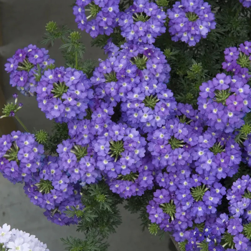 Verveine cascade - Verbena | Achat direct au producteur