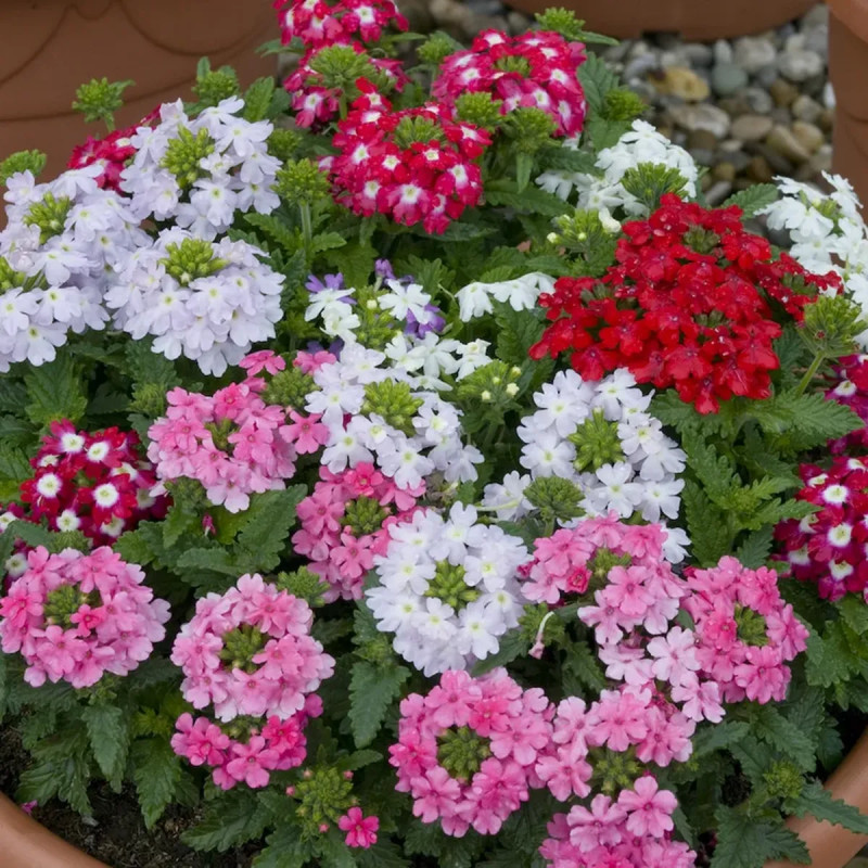 Verveine cascade - Verbena | Achat direct au producteur