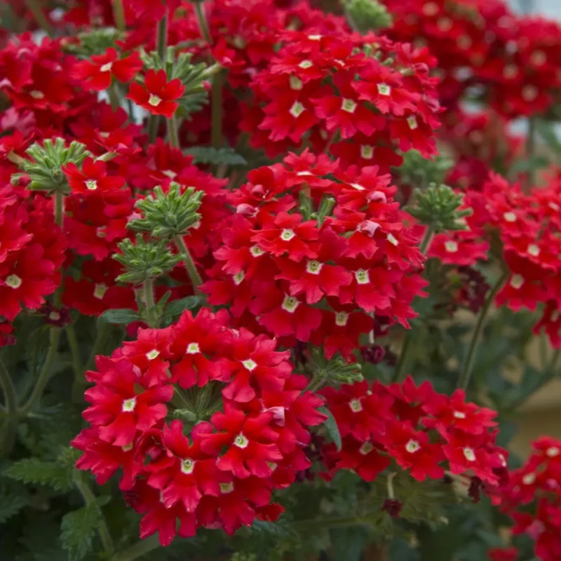 Verveine cascade - Verbena | Achat direct au producteur