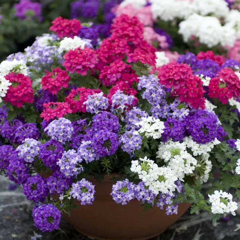 Verveine cascade - Verbena | Achat direct au producteur