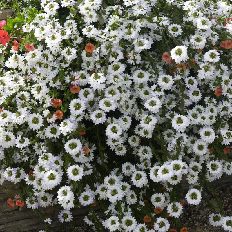 Verveine cascade - Verbena | Achat direct au producteur