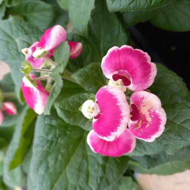 Calcéolaire - Calceolaria | Achat direct au producteur