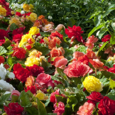 Bégonia tubéreux - Begonia × tuberhybrida | Achat producteur