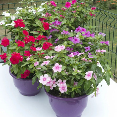 Vinca - Catharanthus roseus | Achat direct au producteur