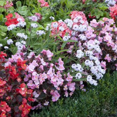 Bégonia semperflorens - Begonia | Achat direct au producteur