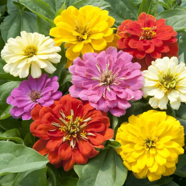 Zinnia - Zinnia sp. | Achat direct au producteur