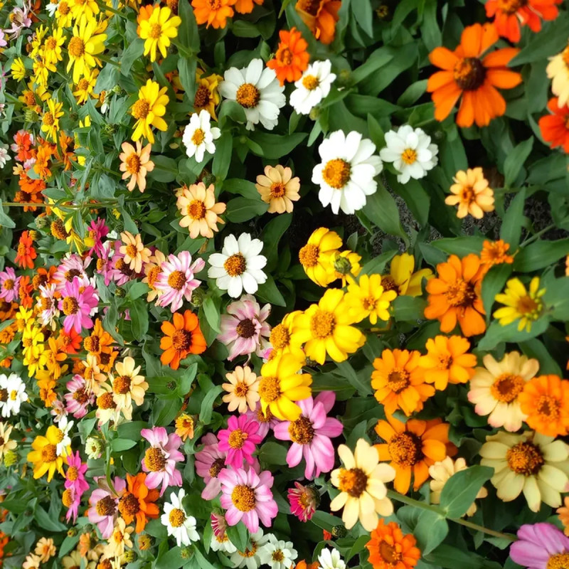 Zinnia - Zinnia sp. | Achat direct au producteur