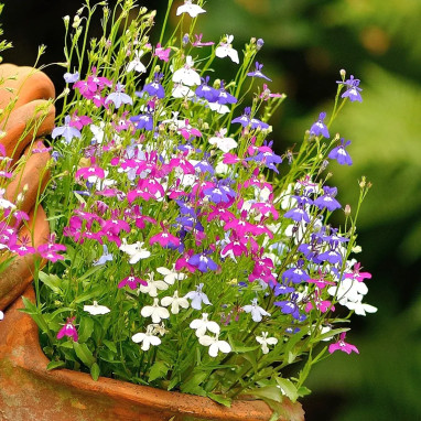 Lobélia 'Riviera Mix' - Lobelia erinus | Achat producteur