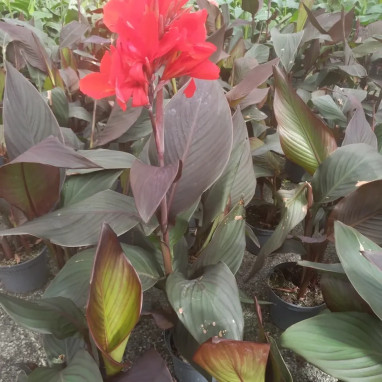 Canna indica - Canna | Achat direct au producteur