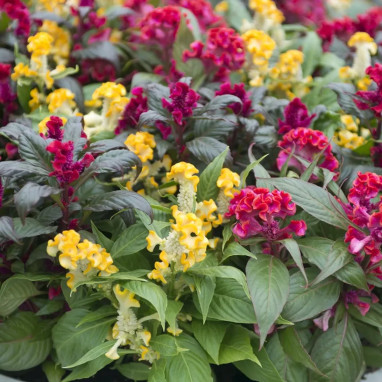 Celosia crête de coq - Celosia argentea | Achat producteur