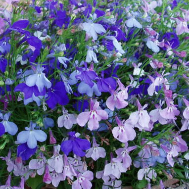 Lobelia cascade 'Laguna Trailing Mix' | Achat direct au producteur