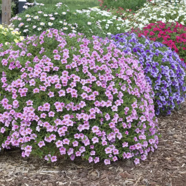 Calibrachoa - Annuelle retombante florifère | Achat producteur