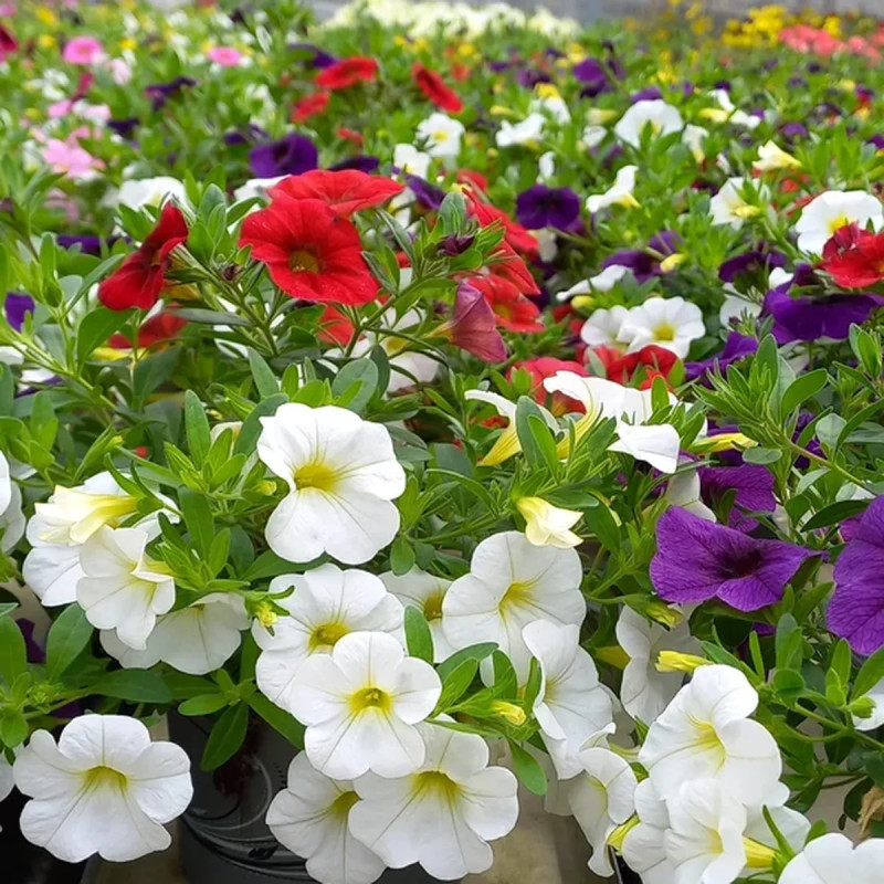 Calibrachoa - Annuelle retombante florifère | Achat producteur