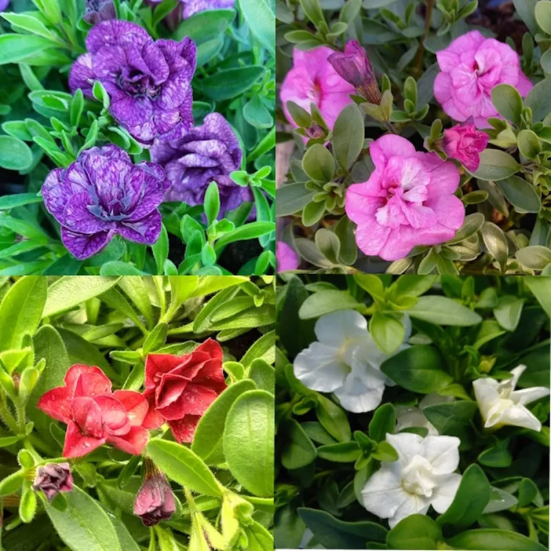Calibrachoa - Annuelle retombante florifère | Achat producteur