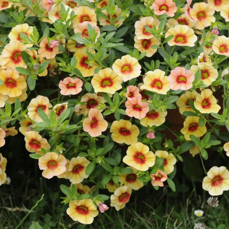 Calibrachoa - Annuelle retombante florifère | Achat producteur
