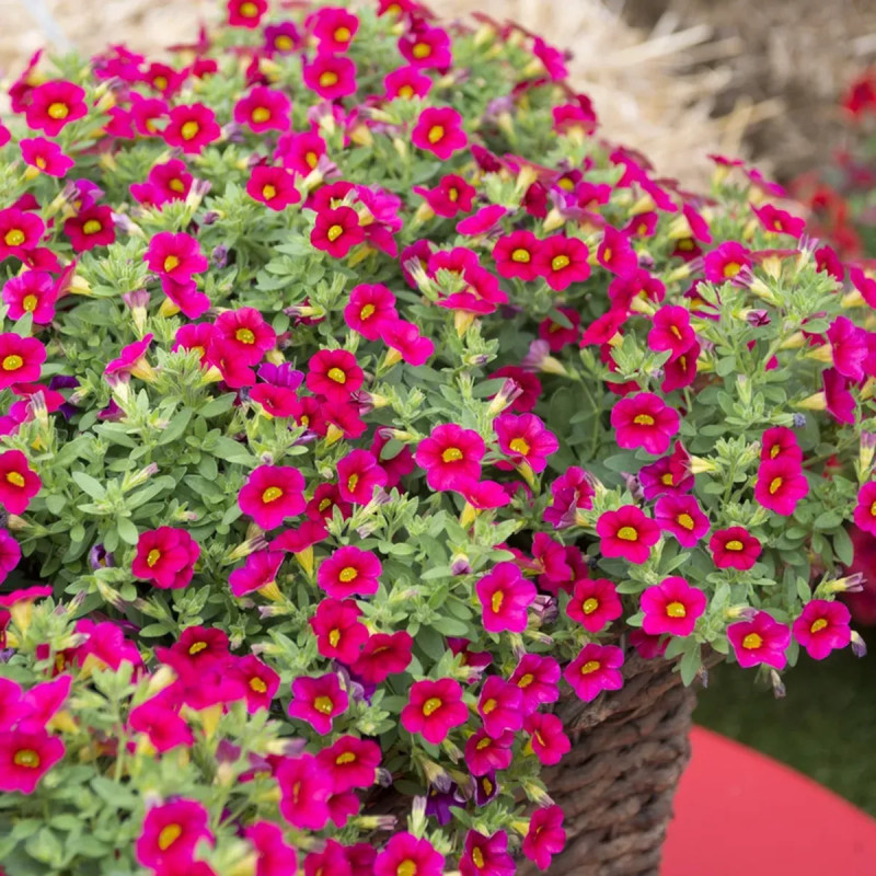 Calibrachoa - Annuelle retombante florifère | Achat producteur