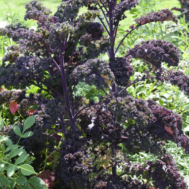 Chou d'ornement 'Redbor' - Brassica | Achat direct au producteur