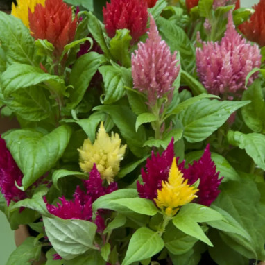 Célosie plumeuse - Celosia argentea | Achat direct au producteur