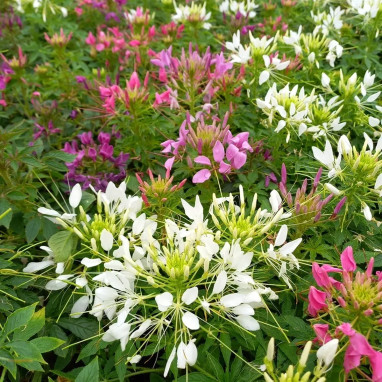 Cléome - Cleome sp. | Achat direct au producteur