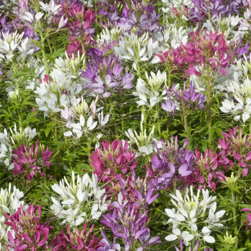 Cléome - Cleome sp. | Achat direct au producteur
