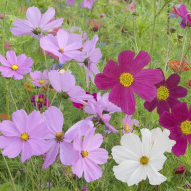 Cosmos - Cosmos sp. | Achat direct au producteur
