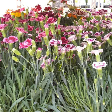 Œillet commun - Dianthus caryophyllus | Achat direct au producteur