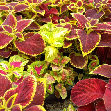 Coléus - Coleus sp. | Achat direct au producteur