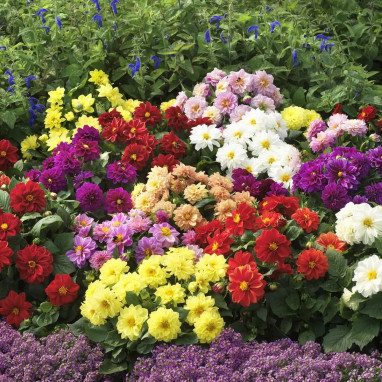 Dahlia - Dahlia sp. | Achat direct au producteur