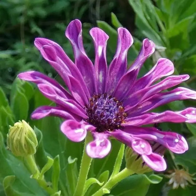 Dimorphoteca pétales spatulés - Osteospermum | Achat direct au producteur