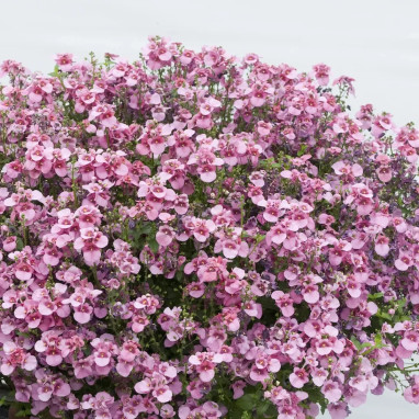 Diascia rose - Diascia | Achat direct au producteur
