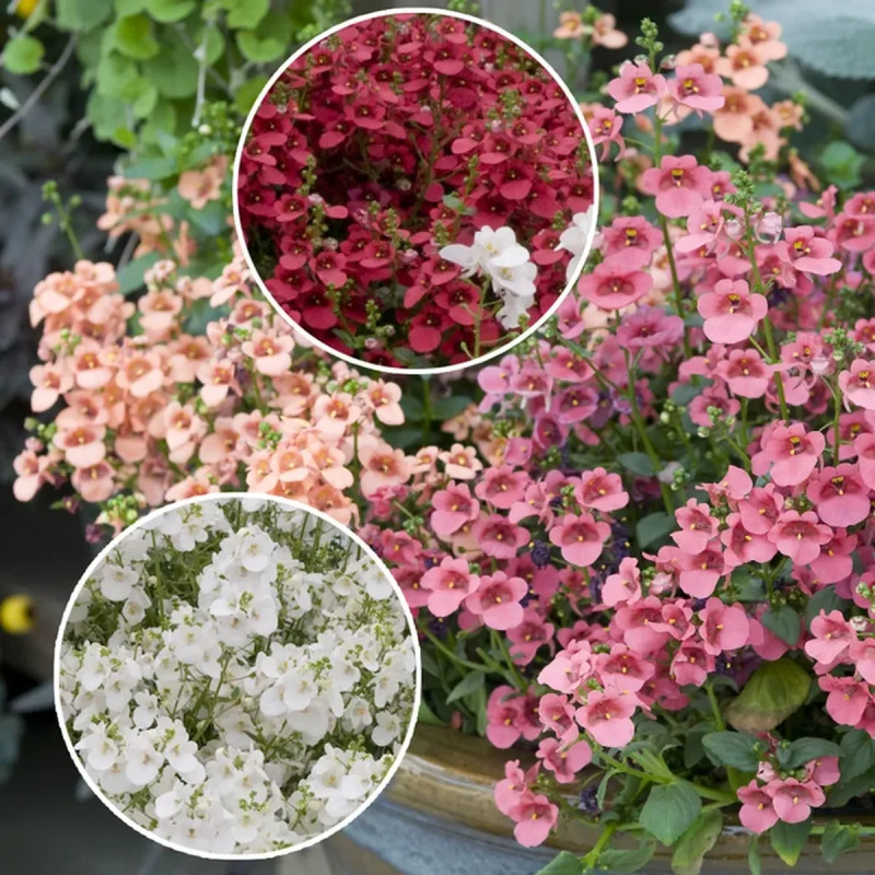 Diascia rose - Diascia | Achat direct au producteur