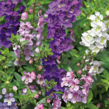 Angélonia - Angelonia angustifolia | Achat direct au producteur