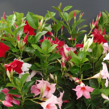 Dipladénia - Mandevilla sanderi | Achat direct au producteur