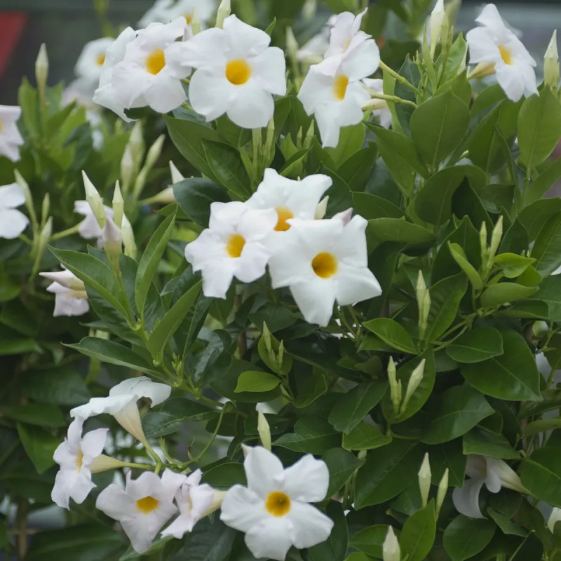 Dipladénia - Mandevilla sanderi | Achat direct au producteur