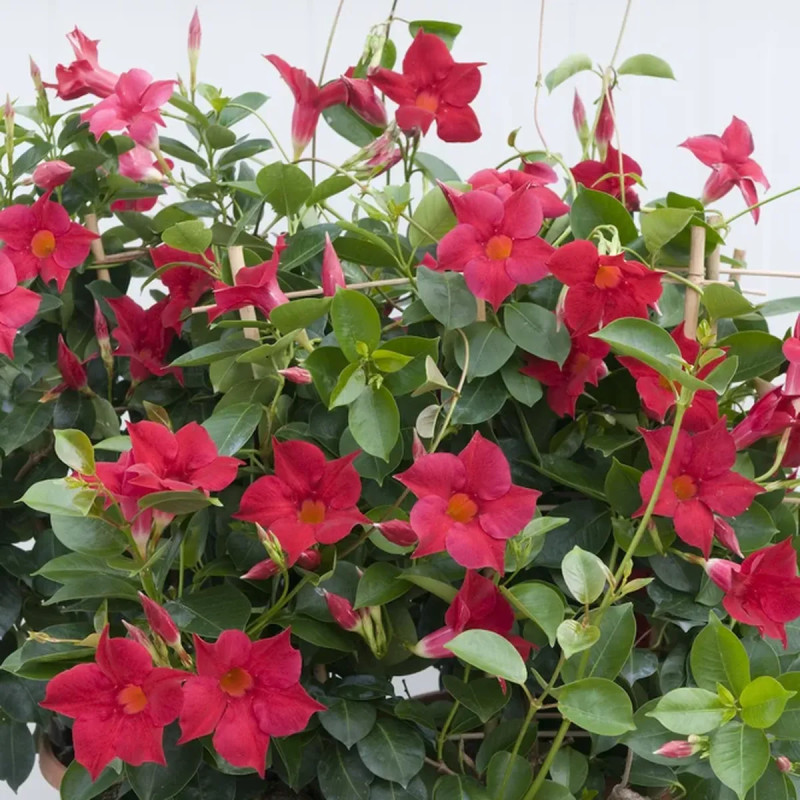 Dipladénia - Mandevilla sanderi | Achat direct au producteur