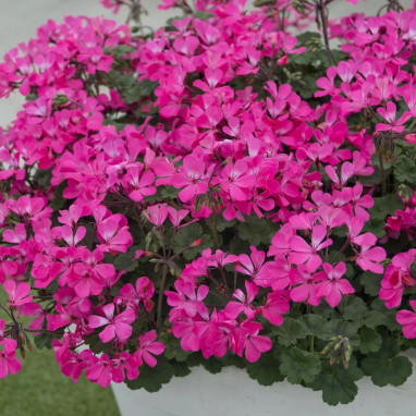 Géranium 'Caliente Rose' - Pelargonium | Achat direct au producteur