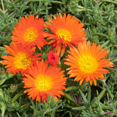 Ficoïde violet - Mesembryanthemum | Achat direct au producteur