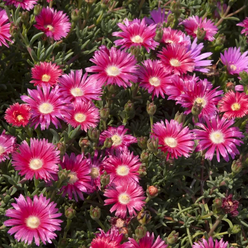 Ficoïde violet - Mesembryanthemum | Achat direct au producteur
