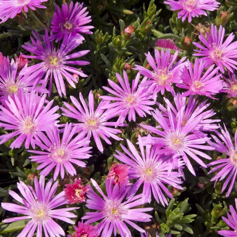 Ficoïde violet - Mesembryanthemum | Achat direct au producteur