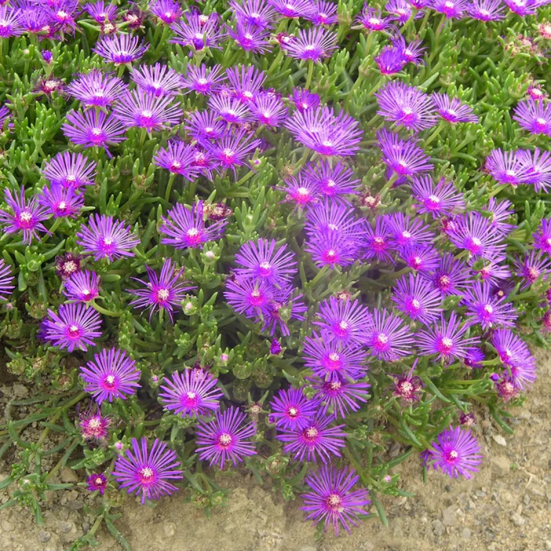 Ficoïde violet - Mesembryanthemum | Achat direct au producteur