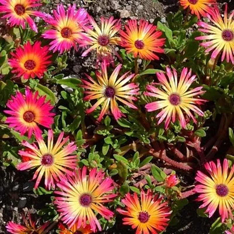Ficoïde violet - Mesembryanthemum | Achat direct au producteur