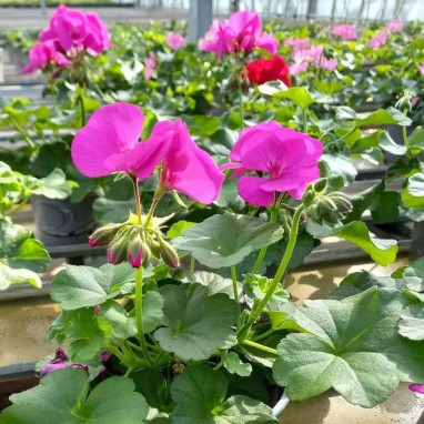 Géranium Marcada Mix - Pelargonium | Achat direct au producteur