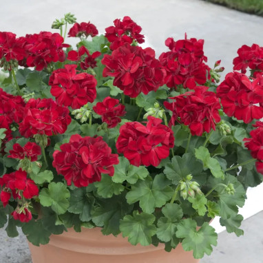 Géranium interspécifique Calliope rouge - Pelargonium | Achat producteur