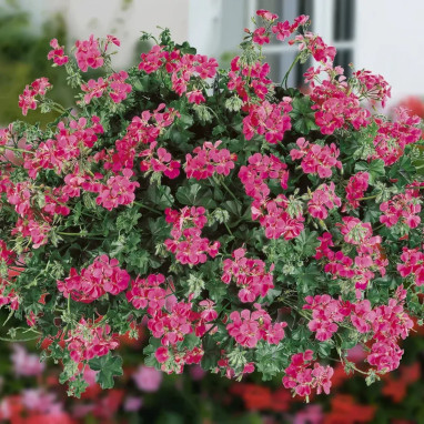 Géranium lierre Blizzard Rose - Pelargonium | Achat direct au producteur
