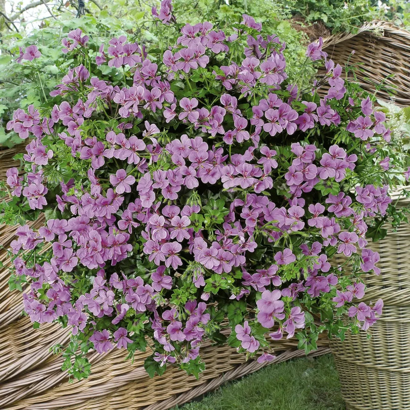 Géranium lierre Blizzard Rose - Pelargonium | Achat direct au producteur