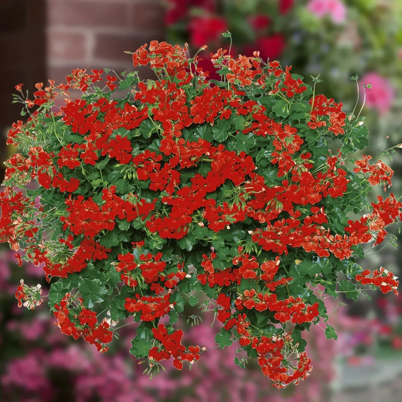 Géranium lierre Blizzard Rose - Pelargonium | Achat direct au producteur