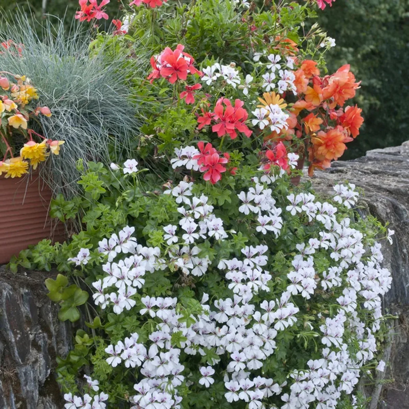 Géranium lierre Blizzard Rose - Pelargonium | Achat direct au producteur